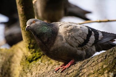 Ağaçtaki güvercin.