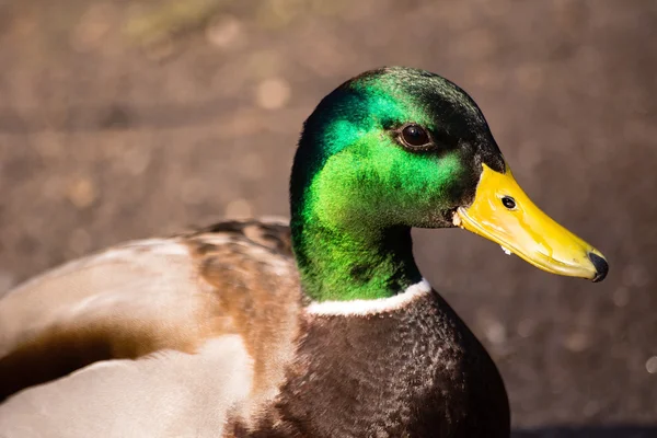 Retrato de pato —  Fotos de Stock