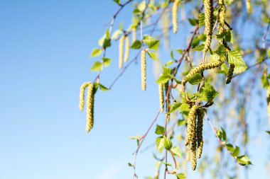 Huş ağacı erken bahar