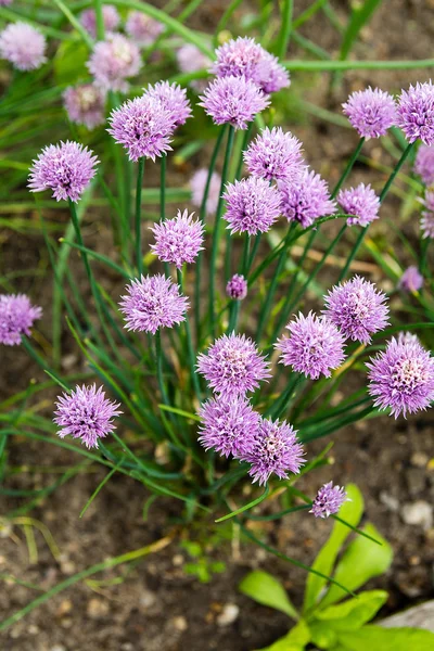 Blühender Schnittlauch im Gemüsegarten — Stockfoto