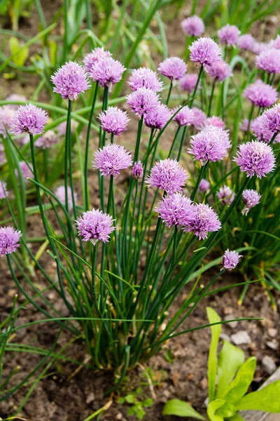 Sebze bahçesinde çiçek açması frenk soğanı