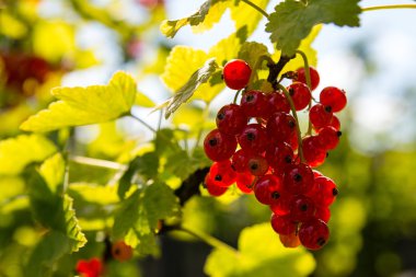 Bahçede frenk üzümü