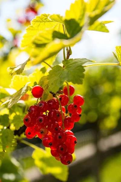 Groseille rouge dans le jardin — Photo