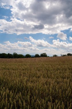 Bolechowice (Polonya buğday alanında)