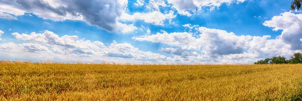 Campo de trigo en Bolechowice (Polonia ) — Foto de Stock