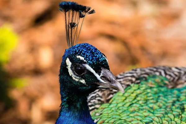 Peacock Hayvanat Bahçesi (Krakow, Polonya)