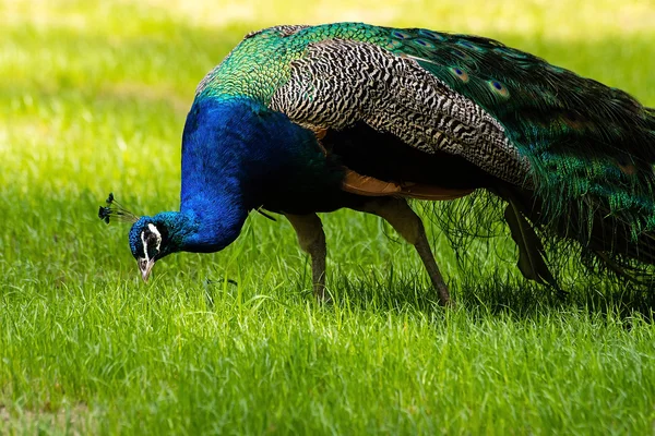 Pavo real en el zoológico (Cracovia, Polonia ) —  Fotos de Stock