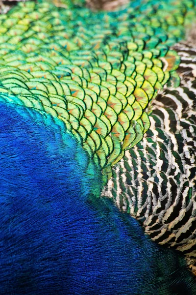 Tavus kuşu arka plan tüyleri