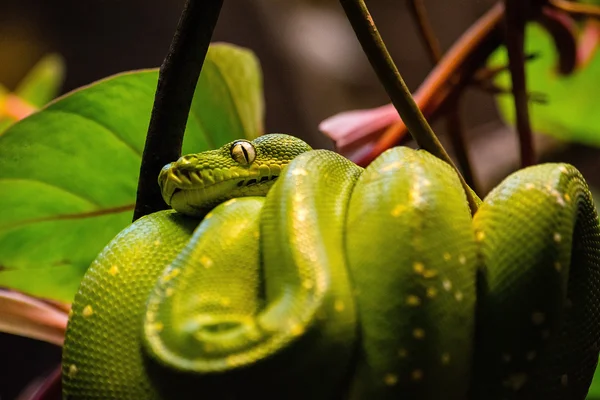 Hayvanat bahçesindeki yeşil yılan