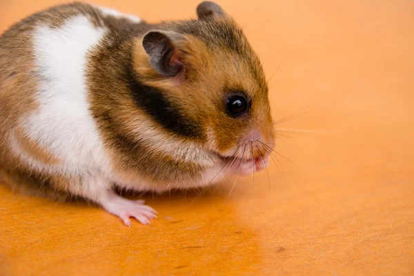 Hamster på bordet — Stockfoto