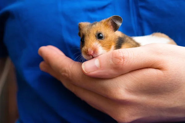 Yandan şirin hamster