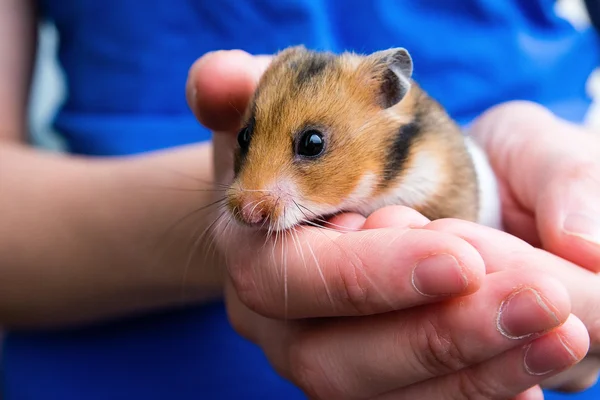 Yandan şirin hamster