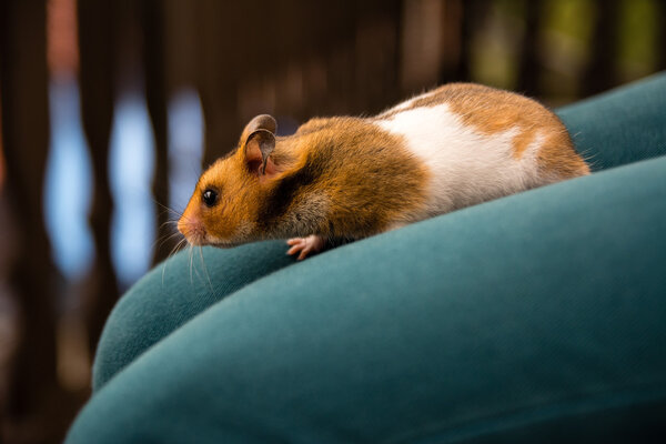 Cute hamster on the woman legs — Stock Photo, Image