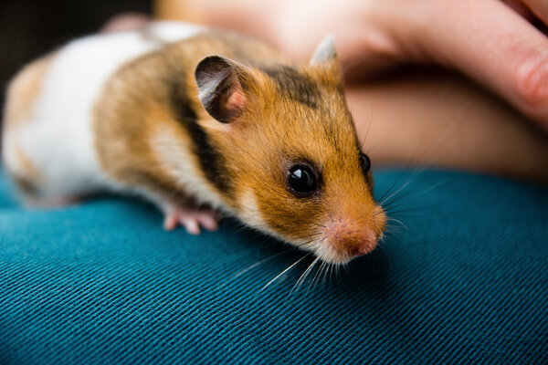 Cute hamster on the woman legs Stock Photo