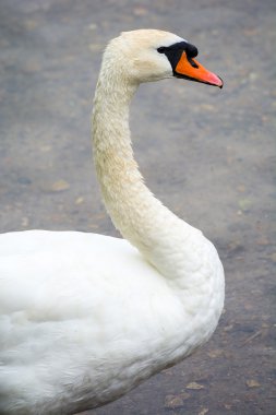 Kuğu.