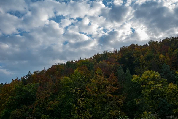 Efterårsskov på himlen baggrund - Stock-foto
