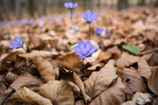 İlkbaharda ormanda Liverworts