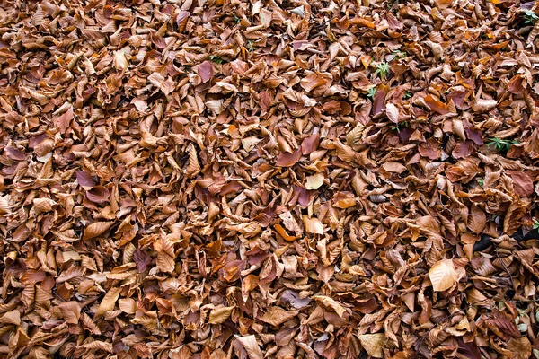 Folhas no chão — Fotografia de Stock