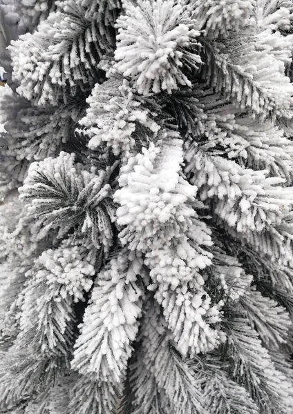 Ramos de neve branca de uma árvore de Natal polvilhada com neve branca — Fotografia de Stock