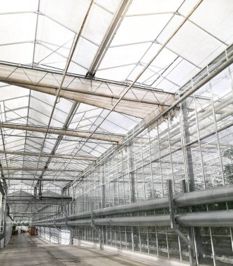 Hidroponik serada domates yetiştirmek. Meyveli yeşil domates yaprakları