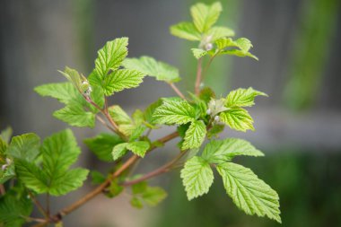 Lezzetli ahududu yaprakları, bahçedeki çalılar