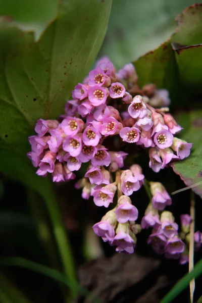 Bergenia cordifolia. Flores de primer plano sobre follaje verde —  Fotos de Stock