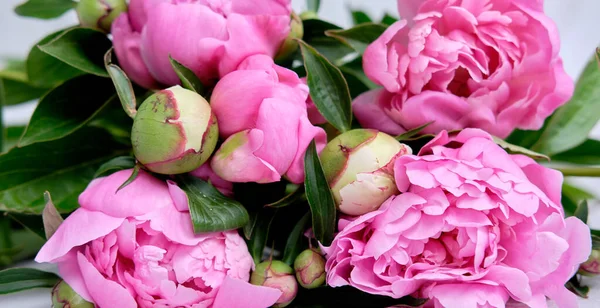 A bouquet of pink peonies In line on a dark wooden background — Stock Photo, Image