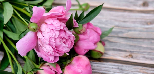A bouquet of pink peonies In line on a dark wooden background — Stock Photo, Image