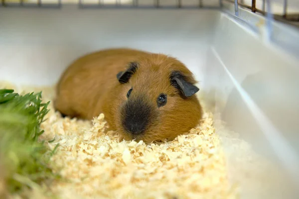 Gine domuzu, cavia porcellus boks kafesinde talaş tozunun üstünde kırmızı