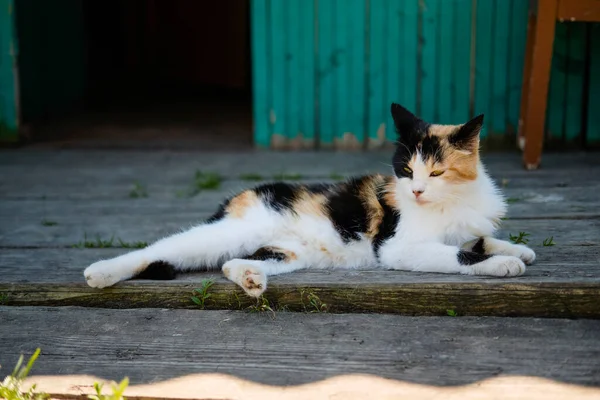 Pueblo gato manchado en la calle y se toma el sol en el porche — Foto de Stock