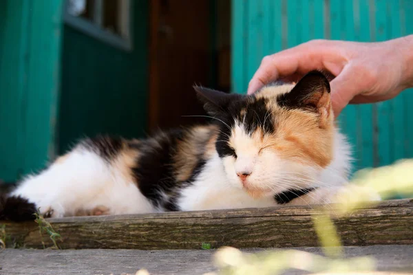 Pueblo gato manchado en la calle y se toma el sol en el porche. La mano de un hombre acaricia a un gato en la espalda — Foto de Stock