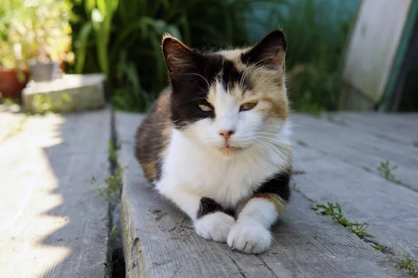 Pueblo gato manchado en la calle y se toma el sol en el porche — Foto de Stock