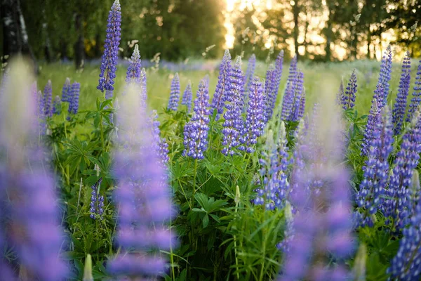 Flores de tremoço roxas são iluminadas pelo sol da noite ao pôr do sol através da floresta — Fotografia de Stock