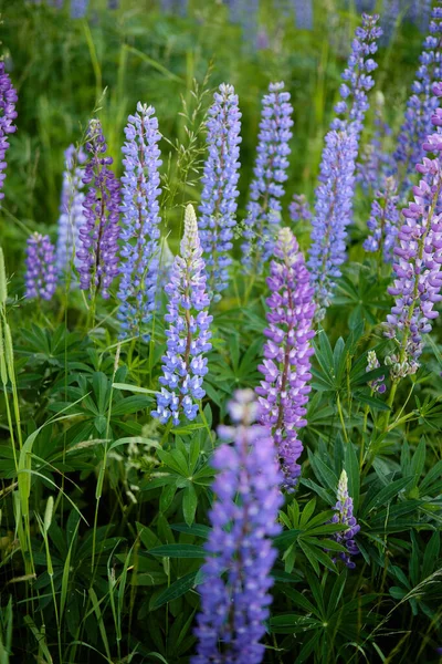 Lupin flores em um prado verde, crescer selvagem na natureza — Fotografia de Stock