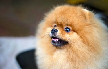 Kremalı Turuncu Pomeranya Minyatür Spitz, bir yoldaş köpek, yakın plan ayağa kalkar ve