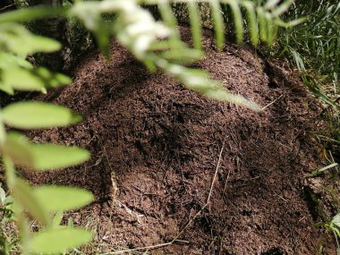 Büyük kahverengi karınca yuvası bir orman ve çam ormanında yaşar.