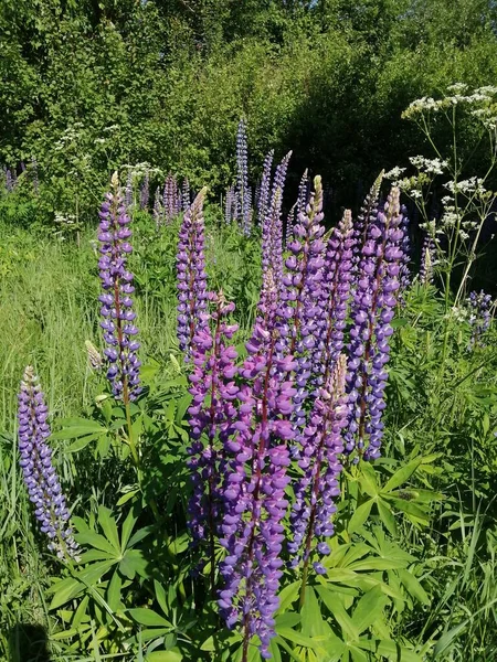 Lupin květiny na zelené louce, rostou volně v přírodě — Stock fotografie