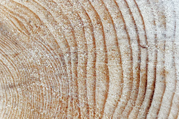 Anéis Árvore Mostrando Idade Pinheiro Latim Pinus Close — Fotografia de Stock