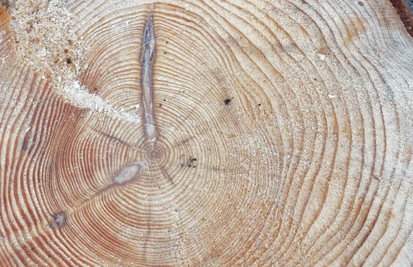 Anéis de árvore de um pinheiro — Fotografia de Stock