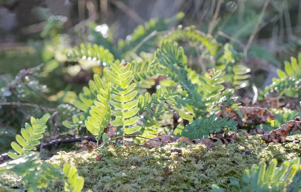 Bright green fern in the moss — Stock Photo, Image
