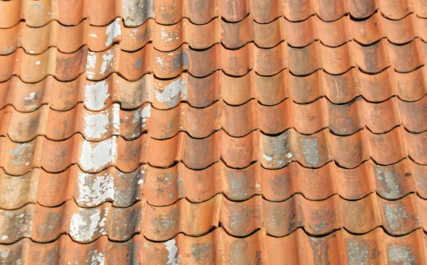 Éves tetőcserepek és zuzmó — Stock Fotó