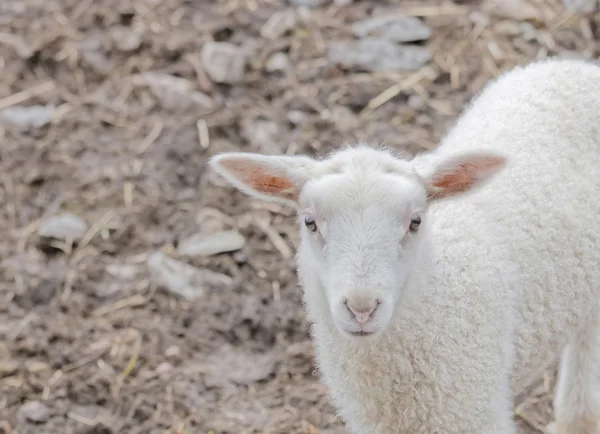 Beautiful white lamb looking straight forward — Stock Photo, Image