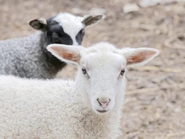 Beautiful white lamb and black lamp looking straight forward — Stock Photo, Image