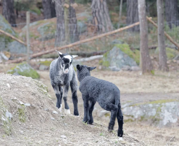 Deux agneau beau et noir debout dans une pente — Photo