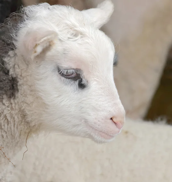 Testa di un bellissimo agnello bianco e grigio — Foto Stock