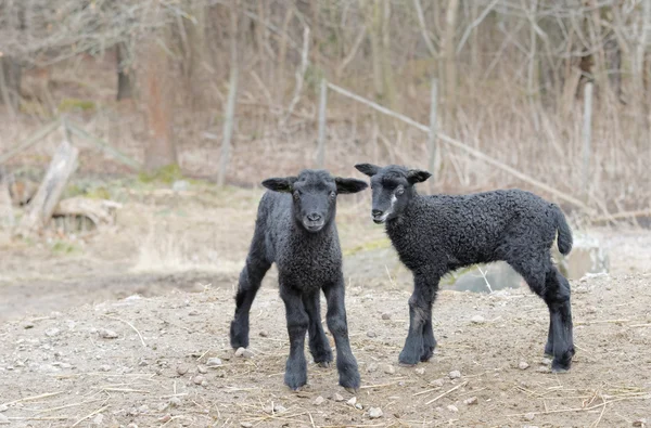 Two beautiful black lamb looking straight forward — Stock Photo, Image