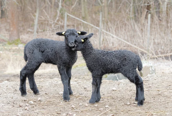 Two beautiful and curious black lamb cuddle — Stock Photo, Image