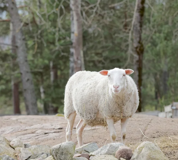 Біла вівця з деревами на задньому плані — стокове фото