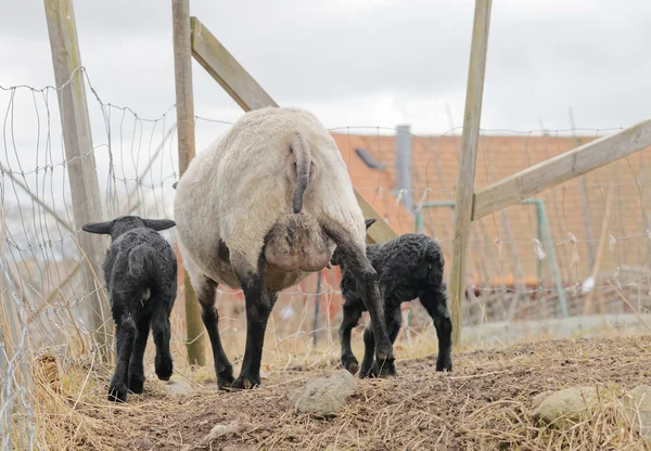 Två vackra svarta lamm och mor får, bakifrån — Stockfoto