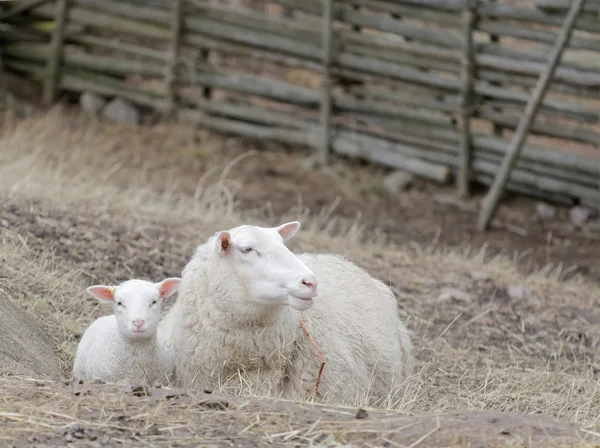 Mooi wit lam en de moeder schapen leggen — Stockfoto